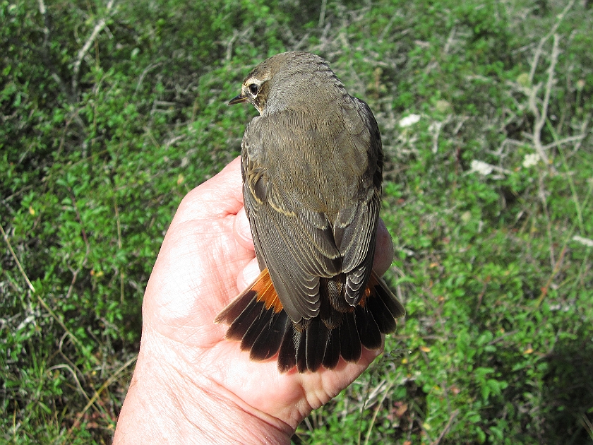 Bluethroat, Sundre 20120828